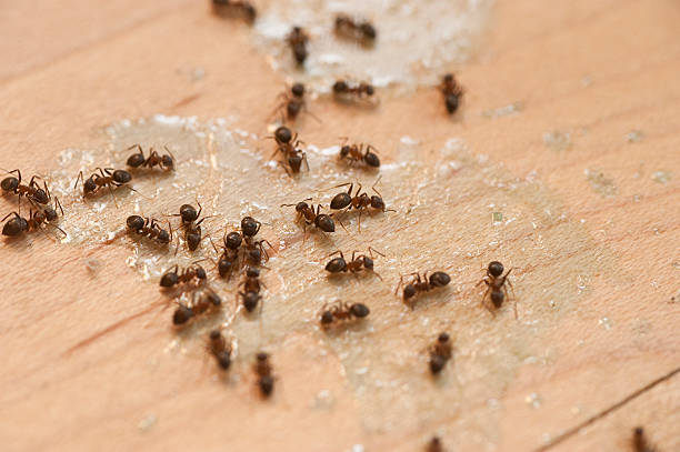 Best Commercial Pest Control Services  in Carson City, MI